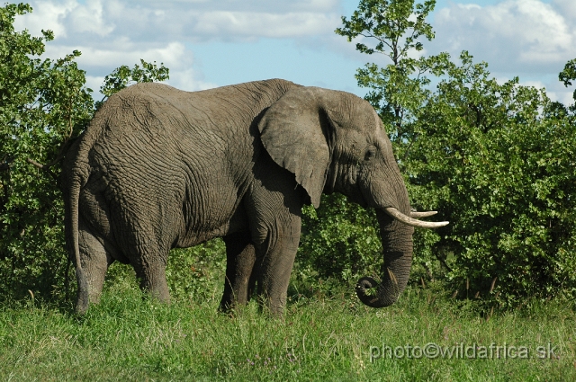 puku rsa 341.jpg - I was pretty surprised with high frequency of really large elephant bulls, some of them were nice tuskers.
